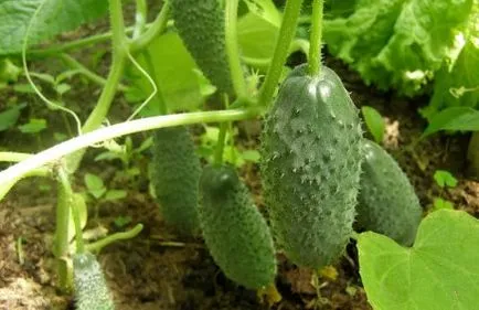 Coleus floare - în creștere, îngrijire la domiciliu, de reproducere, de protecție de la vrediteley_