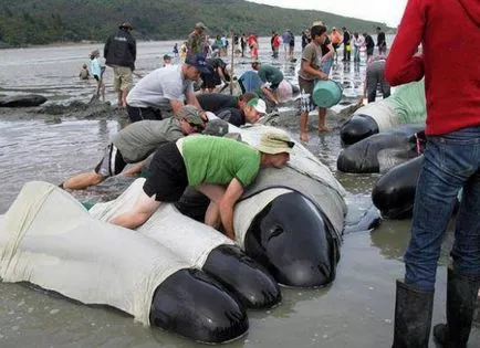 Mi teszi a bálnák beaching