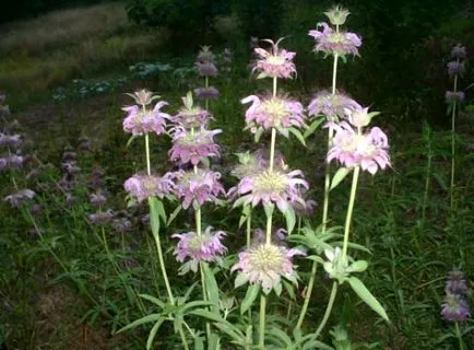 Monarda цвете засаждане и грижи