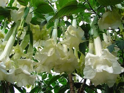 Brugmansia floare fotografie, fotografie Brugmansia Flori, Brugmansia (înger stele)