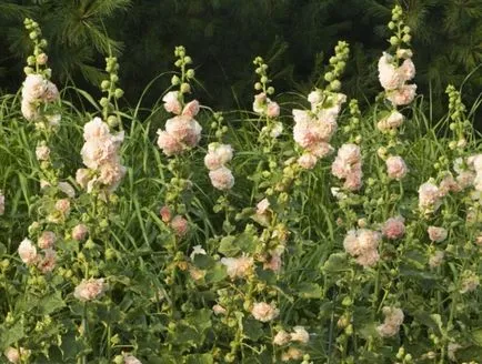 Цветя в компилация август най-необичайни сортове, вдъхновение ()