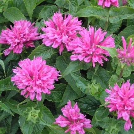 plante flori fotografie Monarda, de plantare și de îngrijire în timpul cultivării, soiuri