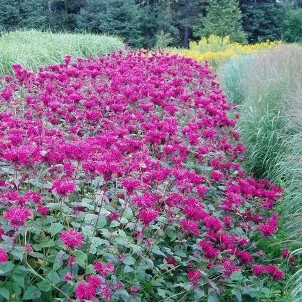 plante flori fotografie Monarda, de plantare și de îngrijire în timpul cultivării, soiuri