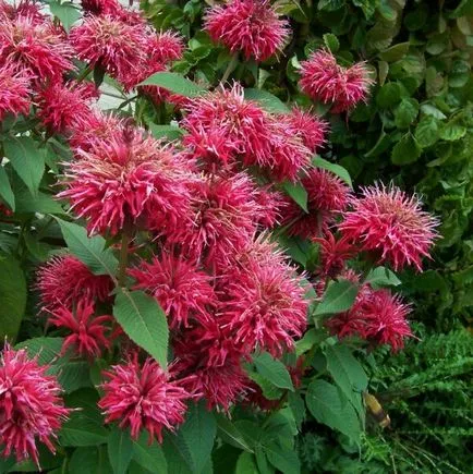 plante flori fotografie Monarda, de plantare și de îngrijire în timpul cultivării, soiuri