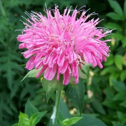 plante flori fotografie Monarda, de plantare și de îngrijire în timpul cultivării, soiuri