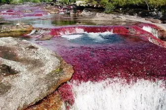 Десет породи кучета, които вече не съществува