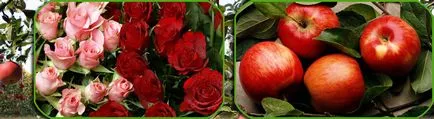 Прекрасна градина - преглед на обещаващи нови сортове ягоди