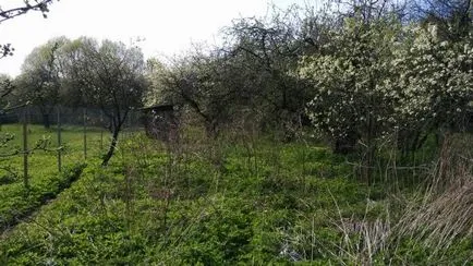 Pine Village, Sosensky așezare rurală Novomoskovsk districtul administrativ