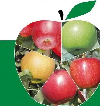 Гъгрици за ябълкови причини за, профилактика и за това как да се борят, как да се