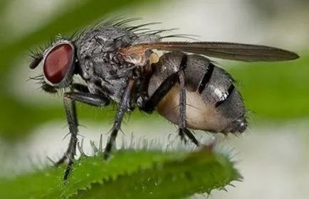 Drosophila foto, video