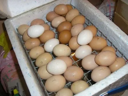 Házi inkubátorban tojás kezüket fotó és videó használati