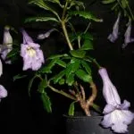 Aeschynanthus грижи в дома, размножаване, видове със снимки, включително и един красив, разцвет,