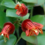 Aeschynanthus грижи в дома, размножаване, видове със снимки, включително и един красив, разцвет,