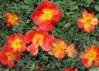 Eschscholzia de plantare, cultivare, îngrijire și cele mai multe soiuri ornamentale