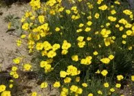 Eschscholzia de plantare, cultivare, îngrijire și cele mai multe soiuri ornamentale