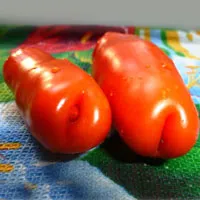 soiuri exotice de tomate