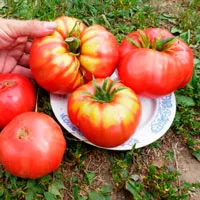 soiuri exotice de tomate