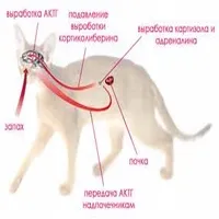 ендокринната система на животните