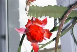 Epiphyllum és gondozás