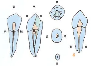 Endodontic szempontból a morfológia az alsó maradandó fogak - Medical Encyclopedia