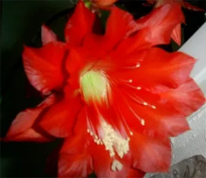 Epiphyllum és gondozás