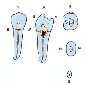 Endodontic szempontból a morfológia az alsó maradandó fogak - Medical Encyclopedia