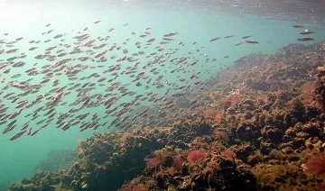 Екологични проблеми на Азовско море