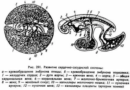 кръвообращението на плода