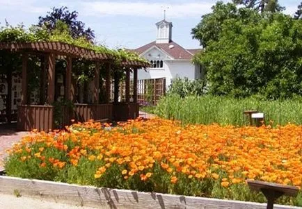 Eschscholzia ültetés, termesztés, gondozás és a legtöbb dísznövény fajták