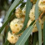 Eucalyptus - fa edorovya