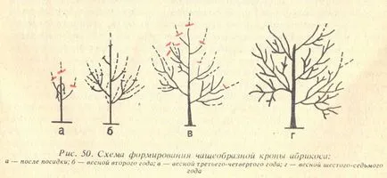 Образуване на кайсия короната на дърветата