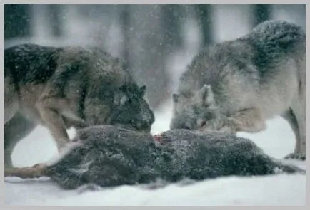 Faktik - 10 fapte despre lupi