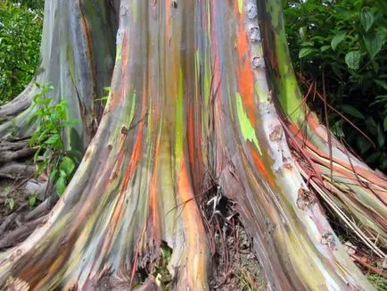 Eucalyptus - fa edorovya