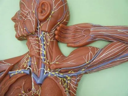 Fiziologie și anatomia umană