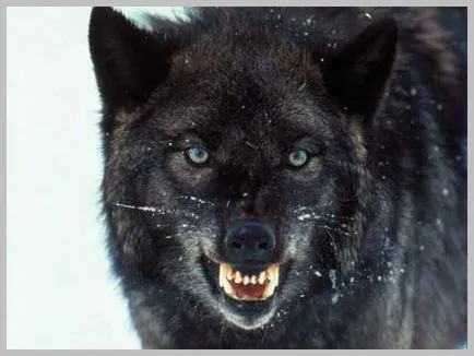 Faktik - 10 fapte despre lupi