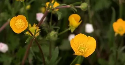 Képek az éjszakai vakság, fotók virágok és fű réti boglárka növény vakság, színes fénykép