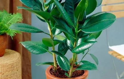 Ficus elastica