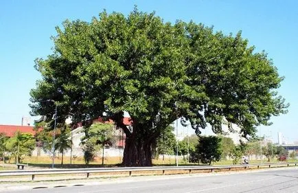 Ficus elastica