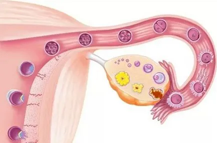 Фоликули в яйчниците, че е, когато зрели, съдържание скорост, причините за отсъствие