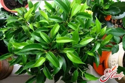 Ficus bengali de îngrijire la domiciliu