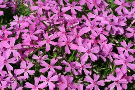 Phlox de reproducție stiloid, de plantare și îngrijire