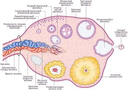 Фоликули в яйчниците, че е, когато зрели, съдържание скорост, причините за отсъствие