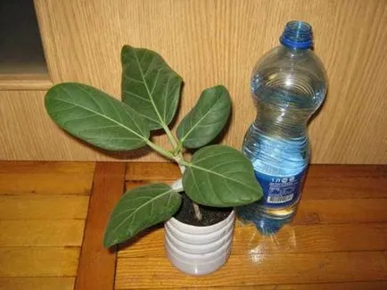 Ficus Бенгалия особено внимание, възпроизвеждане