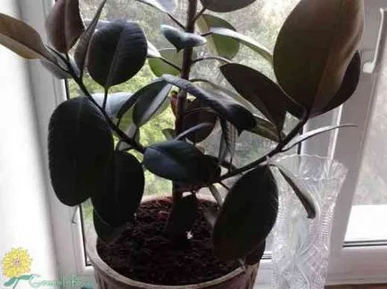 Ficus elastica