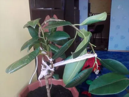 Ficus elastica