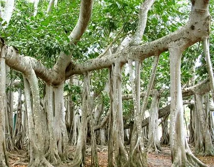 Ficus elastica