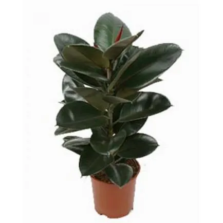 Ficus elastica