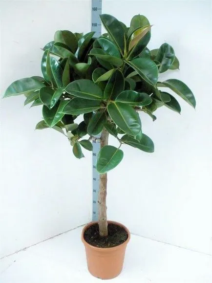 Ficus elastica