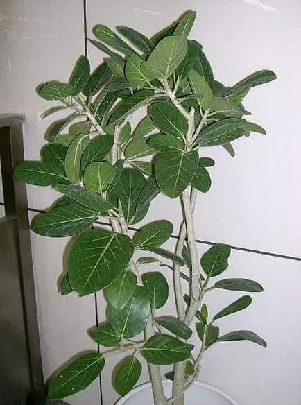 Ficus Бенгалия особено внимание, възпроизвеждане