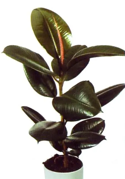 Ficus elastica